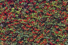 Textures   -   NATURE ELEMENTS   -   VEGETATION   -  Hedges - Autumnal hedge texture seamless 18707
