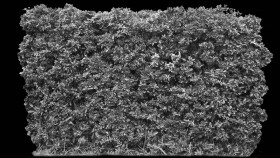 Textures   -   NATURE ELEMENTS   -   VEGETATION   -   Hedges  - Cut out autumnal hedge texture 18708 - Displacement