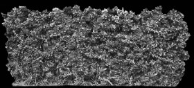 Textures   -   NATURE ELEMENTS   -   VEGETATION   -   Hedges  - Cut out autumnal hedge texture 18709 - Displacement