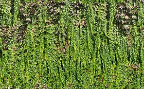 Green hedge texture seamless 19798