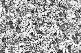 Textures   -   NATURE ELEMENTS   -   VEGETATION   -   Hedges  - Ivy hedge texture seamless 20192 - Bump