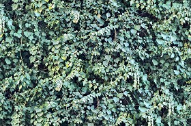 Textures   -   NATURE ELEMENTS   -   VEGETATION   -  Hedges - Ivy hedge texture seamless 20192