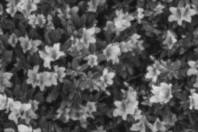 Textures   -   NATURE ELEMENTS   -   VEGETATION   -   Hedges  - Hedge in bloom texture seamless 20653 - Displacement