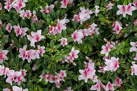 Textures   -   NATURE ELEMENTS   -   VEGETATION   -  Hedges - Hedge in bloom texture seamless 20653