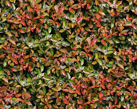 Textures   -   NATURE ELEMENTS   -   VEGETATION   -   Hedges  - Red robin hedge texture seamless 20692 (seamless)