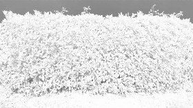 Textures   -   NATURE ELEMENTS   -   VEGETATION   -   Hedges  - Cut out red robin hedge texture seamless 20696 - Ambient occlusion