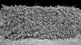 Textures   -   NATURE ELEMENTS   -   VEGETATION   -   Hedges  - Cut out red robin hedge texture seamless 20696 - Bump