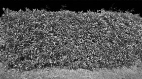 Textures   -   NATURE ELEMENTS   -   VEGETATION   -   Hedges  - Cut out red robin hedge texture seamless 20696 - Displacement