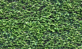 Textures   -   NATURE ELEMENTS   -   VEGETATION   -   Hedges  - Green hedge texture seamless 20732 (seamless)