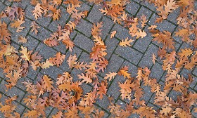 Textures   -   ARCHITECTURE   -   PAVING OUTDOOR   -   Concrete   -   Herringbone  - Herringbone concrete paving outdoor with leaves dead texture seamless 19282 (seamless)