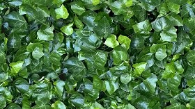 Textures   -   NATURE ELEMENTS   -   VEGETATION   -  Hedges - Ivy hedge texture seamless 20734