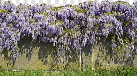 Textures   -   NATURE ELEMENTS   -   VEGETATION   -  Hedges - Cement wall with wisteria cut out seamless 20735