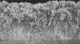 Textures   -   NATURE ELEMENTS   -   VEGETATION   -   Hedges  - Cement wall with wisteria cut out seamless 20735 - Displacement