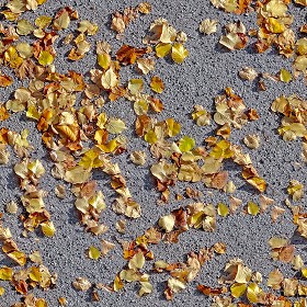 Textures   -   NATURE ELEMENTS   -   VEGETATION   -  Leaves dead - Leaves dead on the asphalt texture seamless 20452