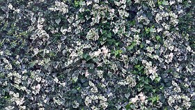 Textures   -   NATURE ELEMENTS   -   VEGETATION   -   Hedges  - Climbing ivy texture seamless 20775 (seamless)