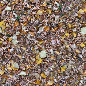 Textures   -   NATURE ELEMENTS   -   VEGETATION   -  Leaves dead - Leaves dead PBR texture seamless 22027