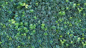 Textures   -   NATURE ELEMENTS   -   VEGETATION   -  Hedges - Green hedge texture seamless 20804
