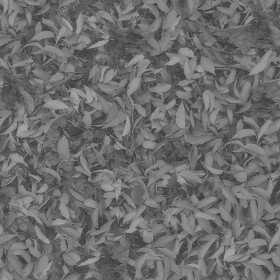 Textures   -   NATURE ELEMENTS   -   VEGETATION   -   Leaves dead  - Leaves dead PBR texture seamless 22028 - Displacement