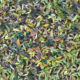 Textures   -   NATURE ELEMENTS   -   VEGETATION   -   Leaves dead  - Leaves dead PBR texture seamless 22028 (seamless)