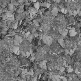 Textures   -   NATURE ELEMENTS   -   VEGETATION   -   Leaves dead  - Sidewalk with dead leaves texture seamless 20524 - Displacement