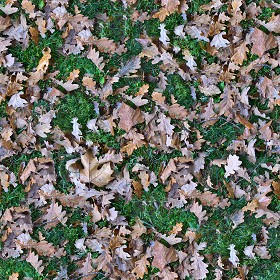 Textures   -   NATURE ELEMENTS   -   VEGETATION   -   Leaves dead  - Leaves dead PBR texture seamless 22029