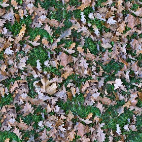 Textures   -   NATURE ELEMENTS   -   VEGETATION   -  Leaves dead - Leaves dead PBR texture seamless 22029