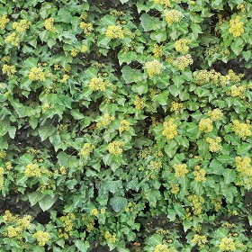 Textures   -   NATURE ELEMENTS   -   VEGETATION   -  Hedges - green hedge PBR texture seamless 21450
