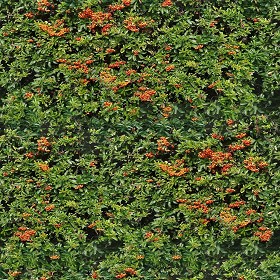 Textures   -   NATURE ELEMENTS   -   VEGETATION   -  Hedges - red piracanta hedge texture-seamless 21345
