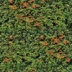 Textures   -   NATURE ELEMENTS   -   VEGETATION   -   Hedges  - red piracanta hedge texture-seamless 21345