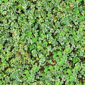Textures   -   NATURE ELEMENTS   -   VEGETATION   -  Hedges - ivy hedge PBR texture seamless 21451