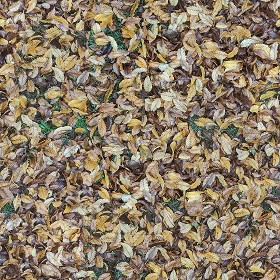 Textures  - leaves dead pbr texture seamless 22177