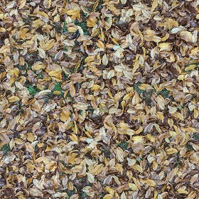 Textures   -   NATURE ELEMENTS   -   VEGETATION   -   Leaves dead  - leaves dead pbr texture seamless 22177 (seamless)