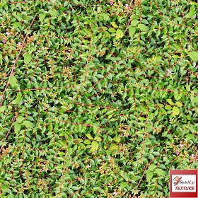 Textures   -   NATURE ELEMENTS   -   VEGETATION   -  Hedges - Green hedge PBR texture seamless 21694