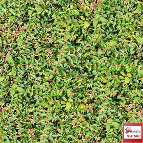 Textures   -   NATURE ELEMENTS   -   VEGETATION   -   Hedges  - Green hedge PBR texture seamless 21694