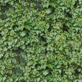 Textures   -   NATURE ELEMENTS   -   VEGETATION   -  Hedges - green hedge PBR texture seamless 22095
