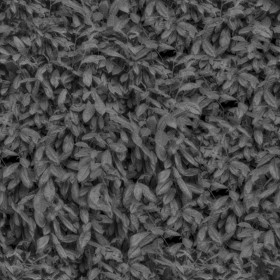 Textures   -   NATURE ELEMENTS   -   VEGETATION   -   Hedges  - Laurel hedge pbr texture seamless 22096 - Displacement
