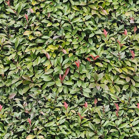 Textures   -   NATURE ELEMENTS   -   VEGETATION   -  Hedges - Garden hedge pbr texture seamless 22172