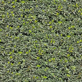 Textures   -   NATURE ELEMENTS   -   VEGETATION   -  Hedges - Garden hedge pbr texture seamless 22173