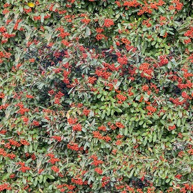 Textures  - pyracantha hedge PBR texture-seamless 22174