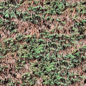 Textures  - damaged cypress hedge PBR texture seamless 22175