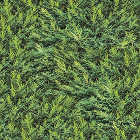 Textures  - Cypress hedge PBR texture seamless 22176
